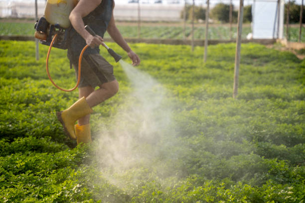 Best Pest Prevention Services  in Waihee Waiehu, HI