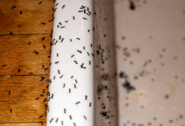 Best Best Pest Control Companies  in Waihee Waiehu, HI
